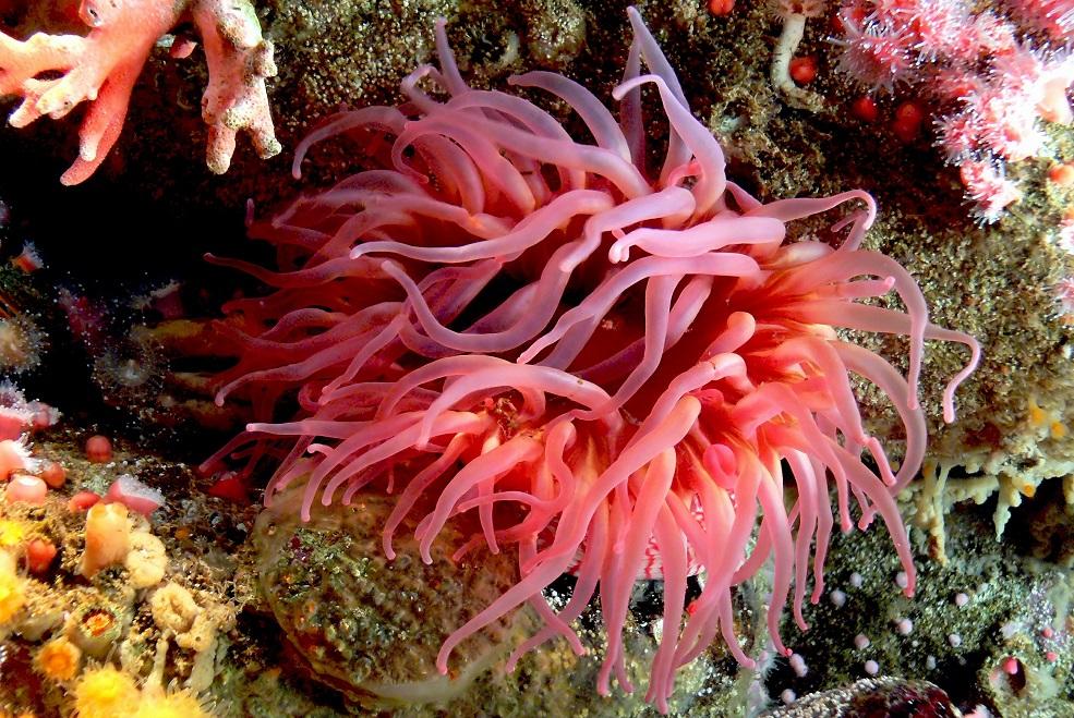 Here’s how sea anemones launch their venomous stingers - Ideas and ...