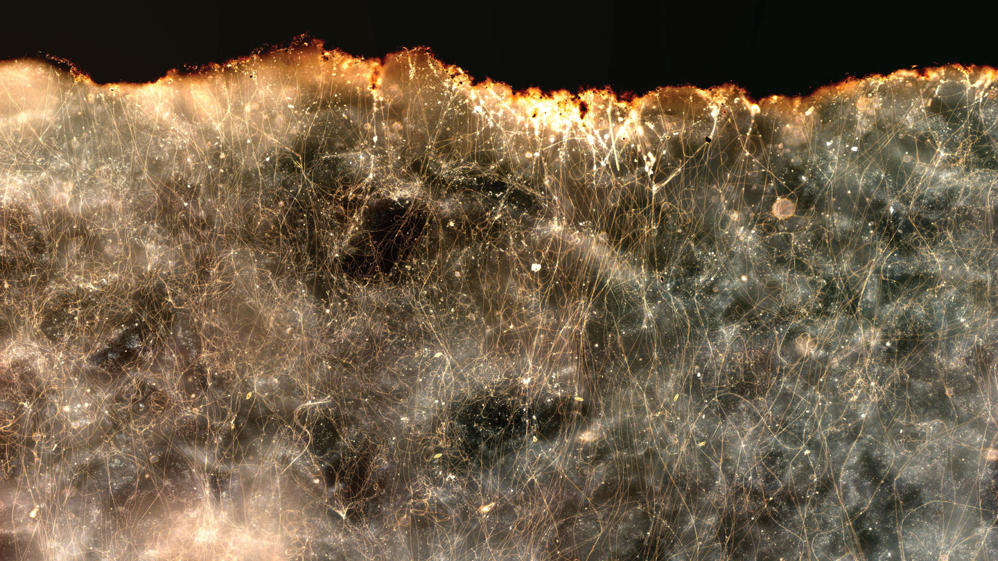 Electrical bacteria may help clean oil spills and curb methane