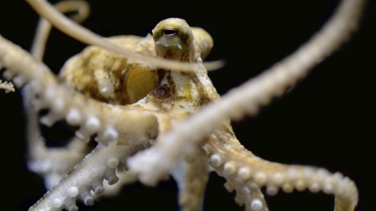 Octopus, Squid And Cuttlefish Arms Evolved To ‘taste’ Different ...