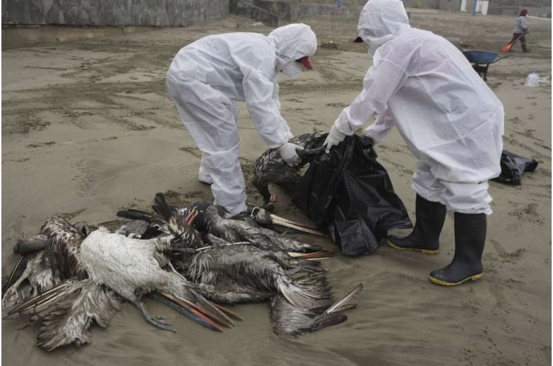 Bird flu: Scientists find mutations, say threat is still low