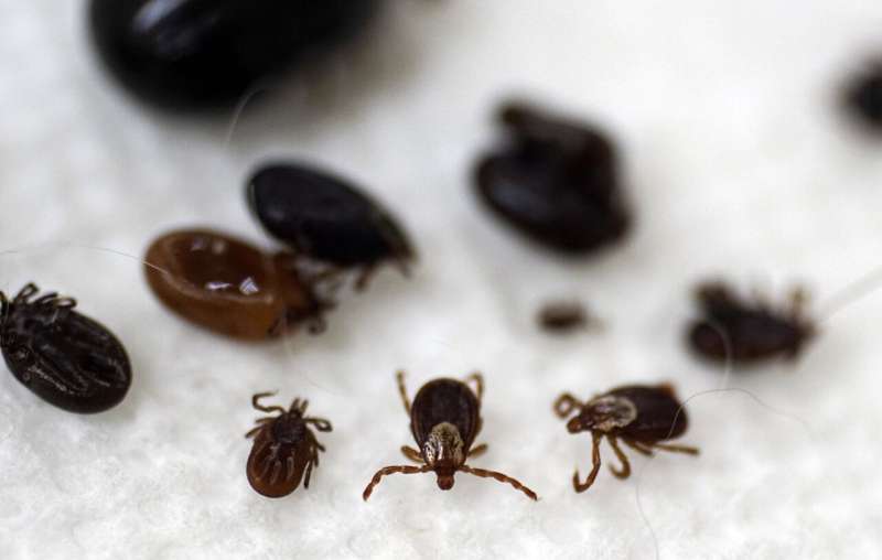 What to know about tick, Lyme season following a mild winter