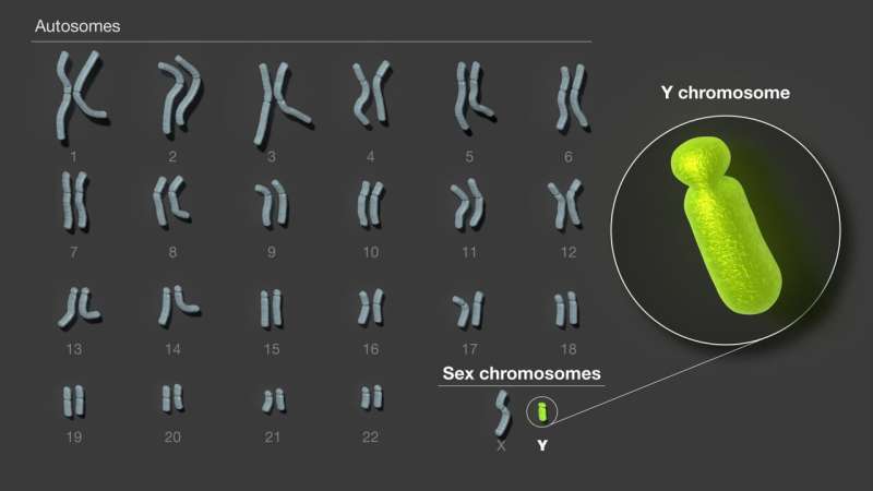 Researchers assemble the first complete sequence of a human Y chromosome