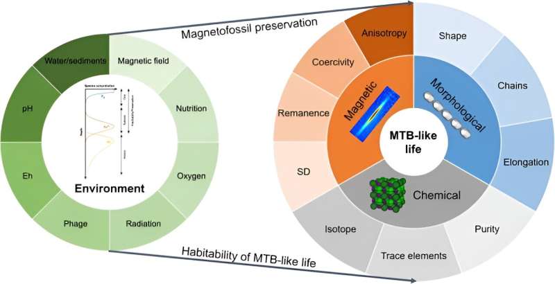 Renaissance for magnetotactic bacteria in astrobiology 