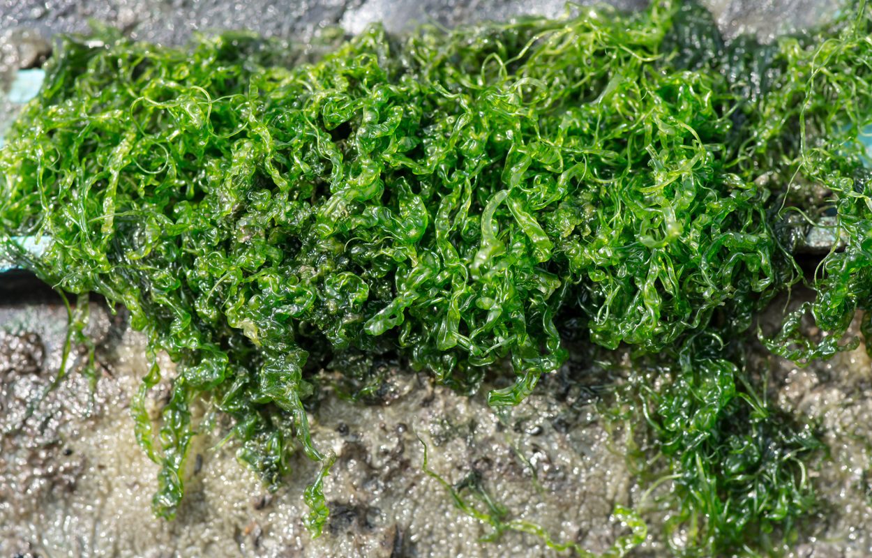 Seaweed has been a superfood since prehistoric times Ideas and