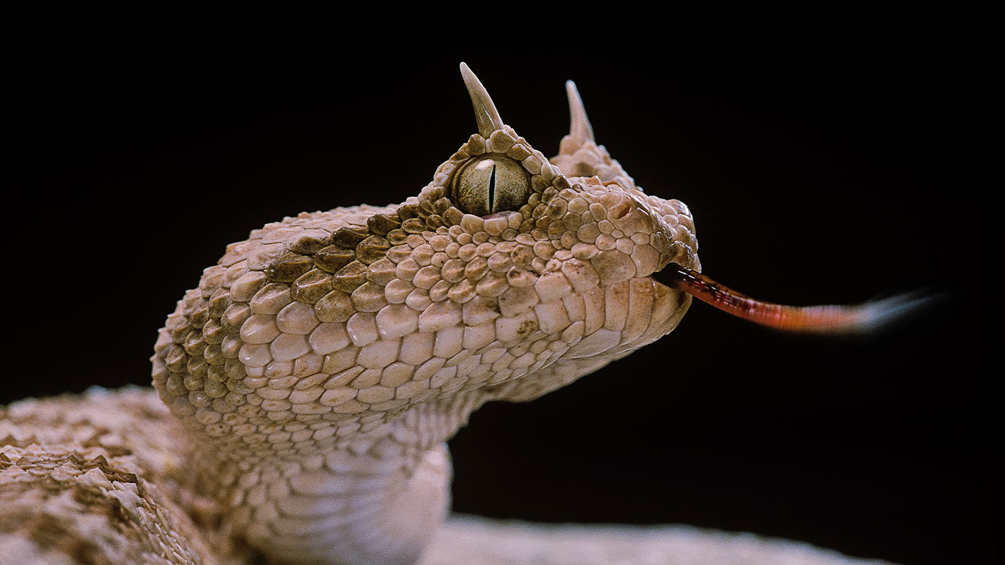 Why do some lizards and snakes have horns? Ideas and Discoveries