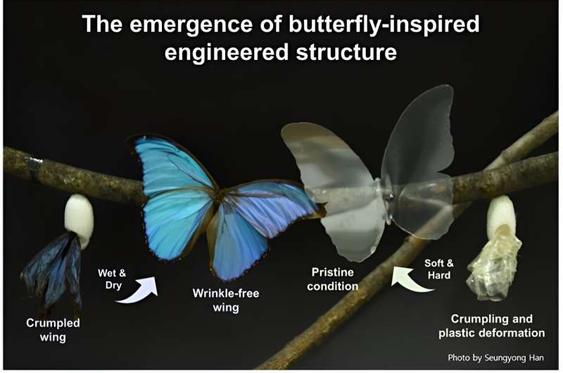 A butterfly-inspired design to create crumple-recoverable electronics