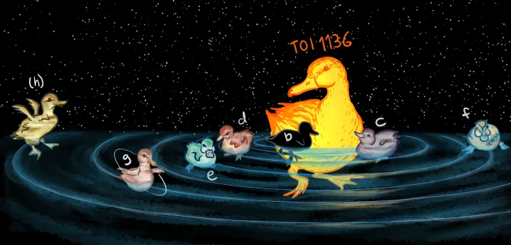 An amusing rendition of the TOI-1136 system if each body in the system were a duck or duckling.