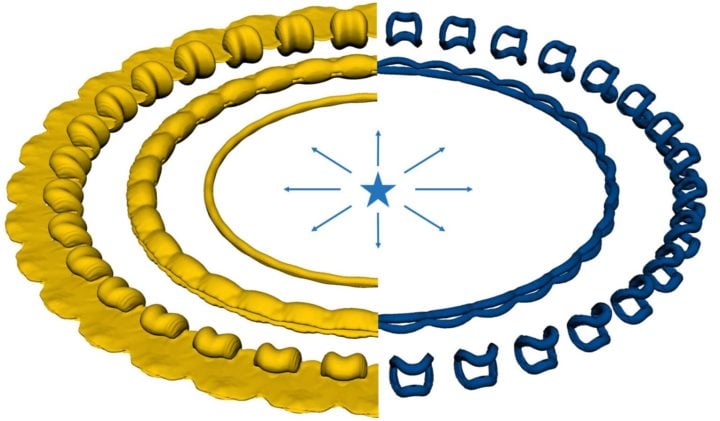 The simulation shows the shape of the gas cloud on the left and the vortices, or regions of rapidly rotating flow, on the right. Each ring represents a later time in the evolution of the cloud. It shows how a gas cloud that starts as an even ring with no rotation becomes a lumpy ring as the vortices develop. Eventually the gas breaks up into distinct clumps. 