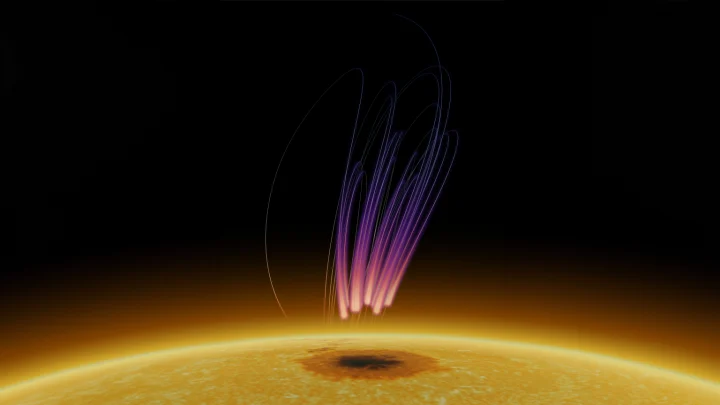 Scientists have discovered radio bursts above a sunspot that resemble radio emissions from auroras on Earth. The pink-purple streaks in this illustration represent the radio emissions, with higher-frequency radio signals in pink, closer to the sunspot, and lower frequencies in purple. The thin lines represent magnetic field lines above the sunspot. The sunspot is the dark region on the Sun at the bottom.