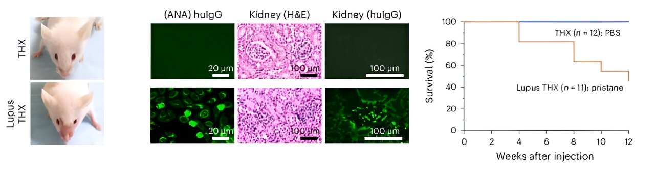 Mouse Create Scientists create first mouse model with complete, functional human ...