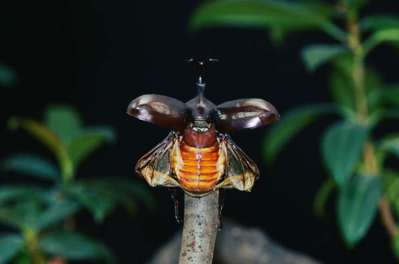 A flapping microrobot inspired by the wing dynamics of rhinoceros beetles