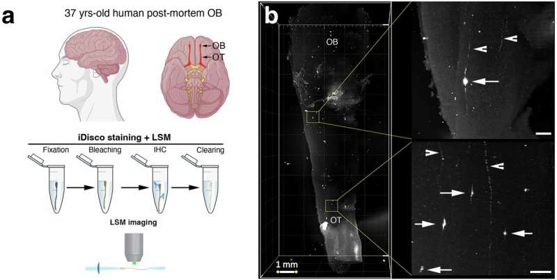 GnRH neurons in the mouse olfactory bulb translate socially relevant odors into male reproductive behavior 