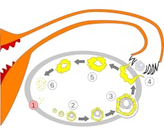 A diagram showing changes in the ovary over the menstrual cycle.