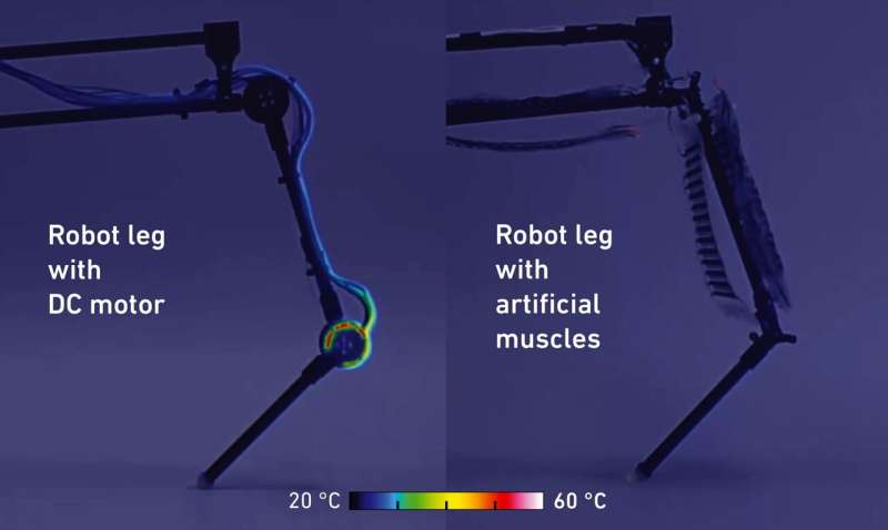 Artificial muscles propel a robotic leg to walk and jump