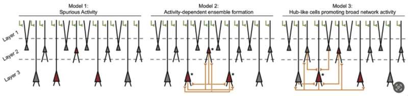 Neurons in the mouse piriform cortex promote the development of recurrent neural circuits