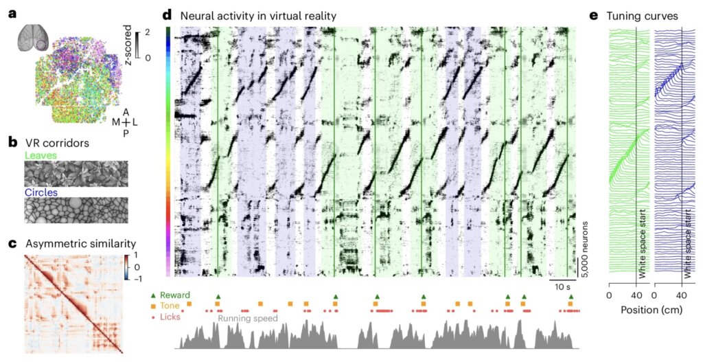 Novel visualization method helps make sense of large neuronal activity ...
