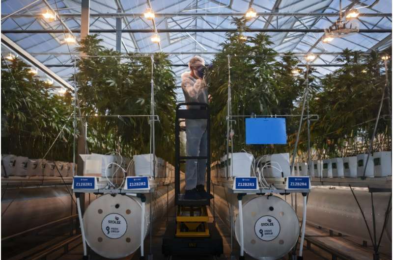 Inside a greenhouse at the Canadian multinational Tilray's farm in Cantanhede, Portugal