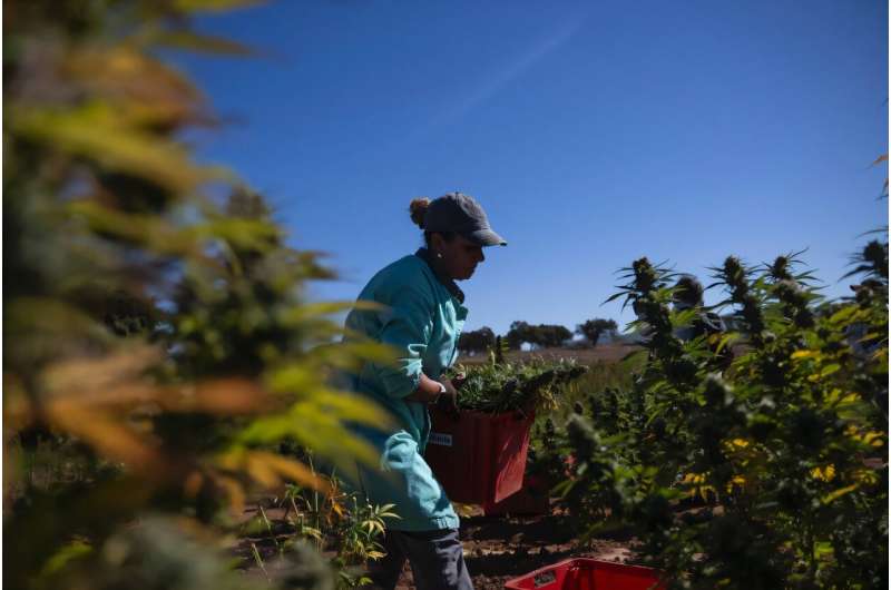 A worker at the FAI Therapeutic cannabis farm in southeastern Portugal