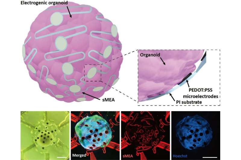 Stretchable microelectrodes array for organoid signal monitoring