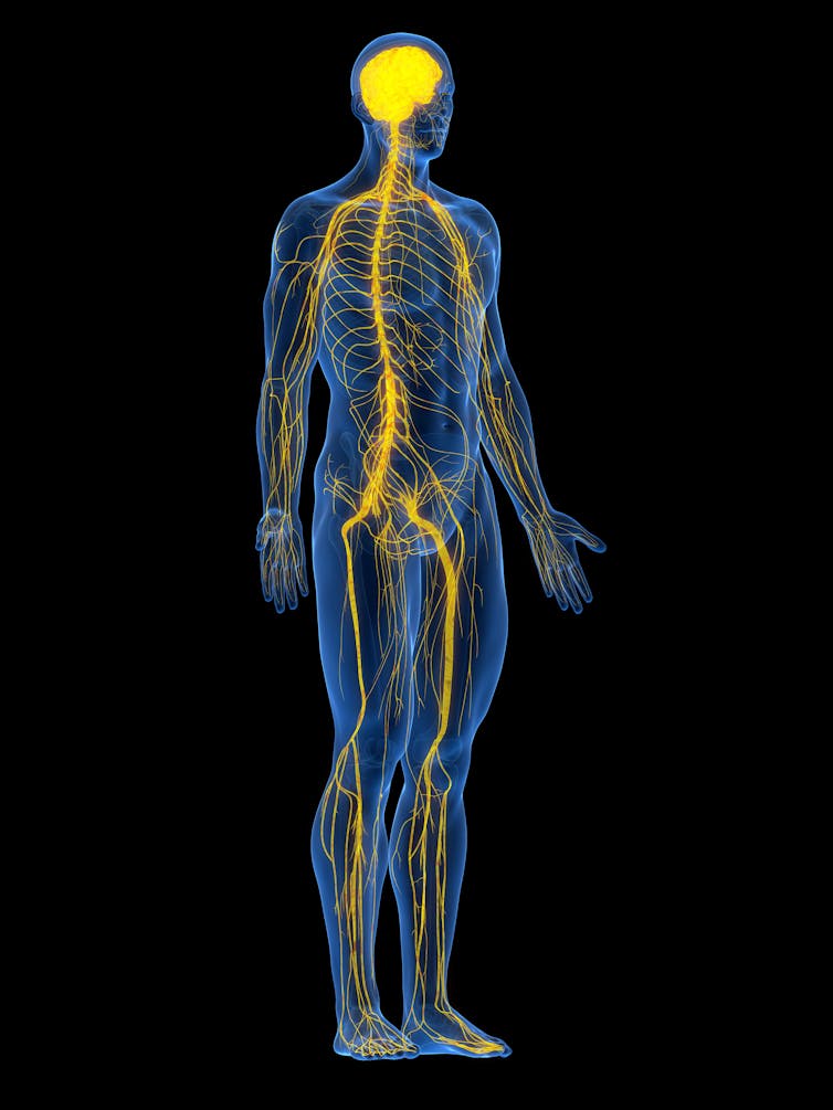 An illustration of the nervous system.