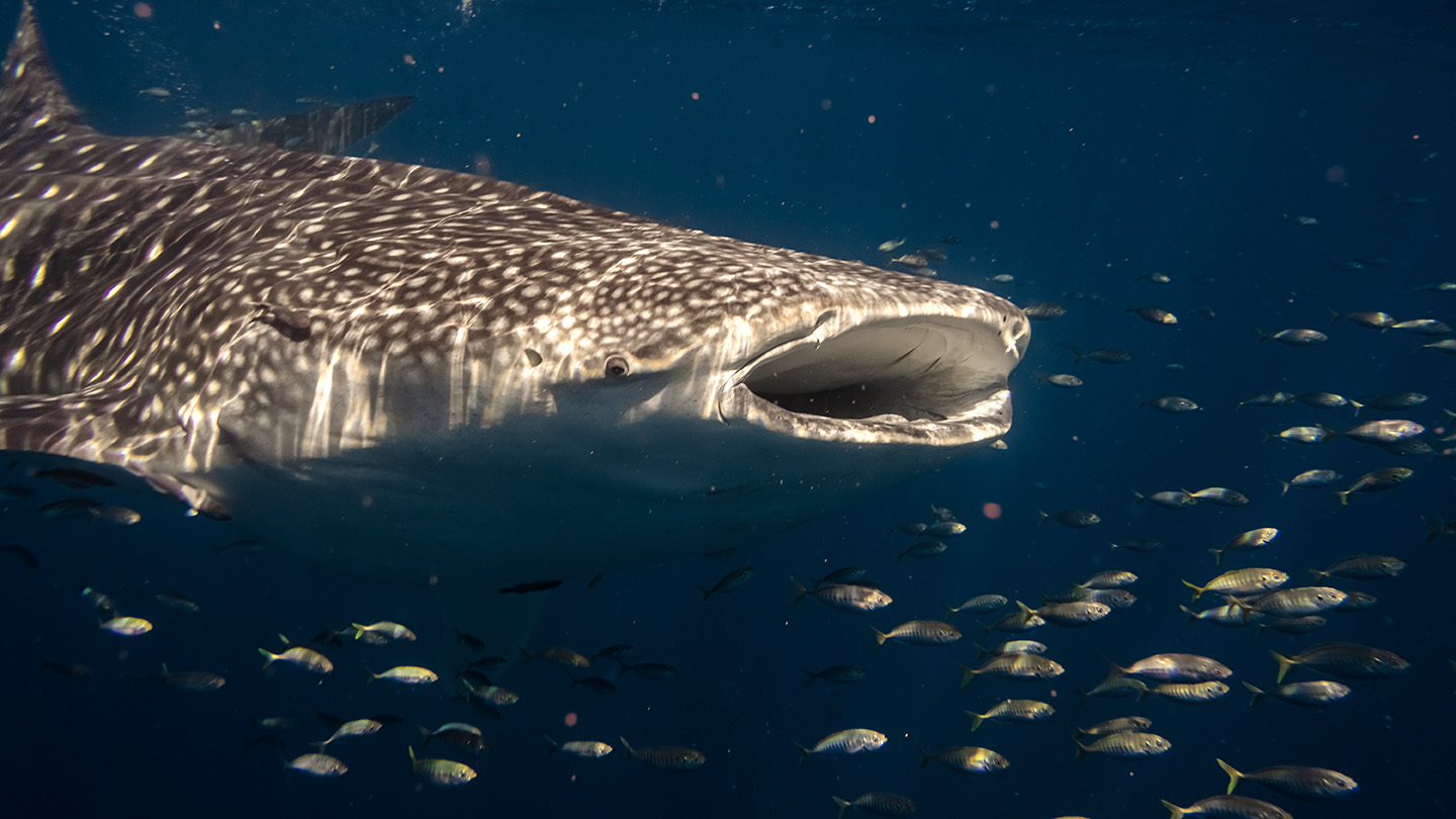 Migrating whale sharks make pit stops at oil and gas rigs - Ideas and ...