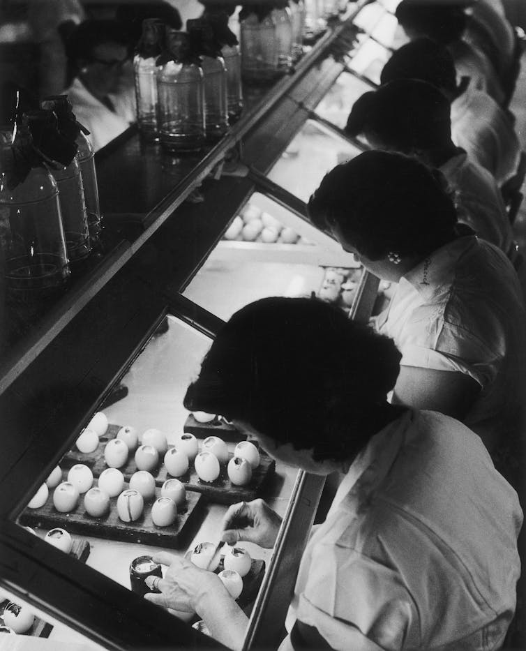 Line of people inserting needle into cracked top eggs under lab hoods