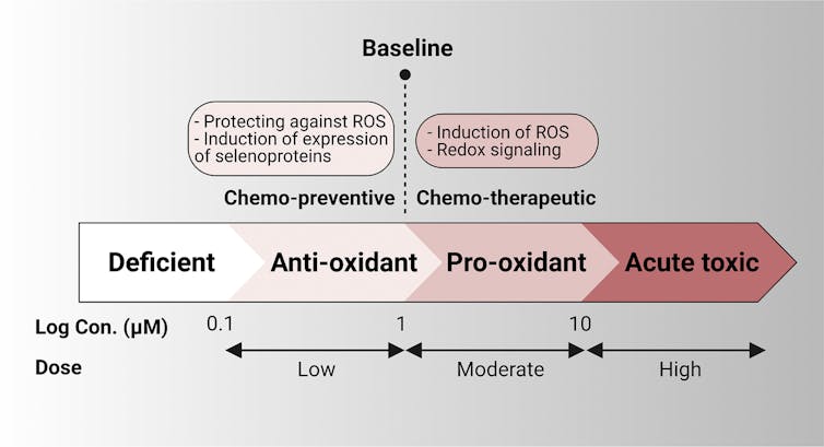 Diagram of selenium dose effects, from deficient, to anti-oxidant, to pro-oxidant, to acute toxic