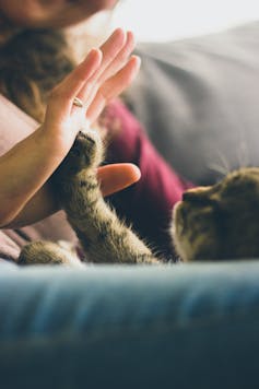 Cat pressing paw against a person's palm