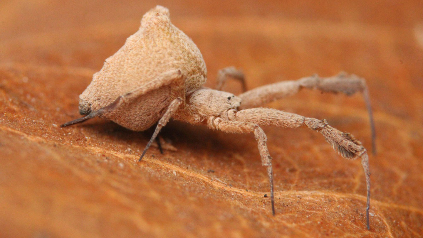 This spider’s barf is worse than its bite - Ideas and Discoveries