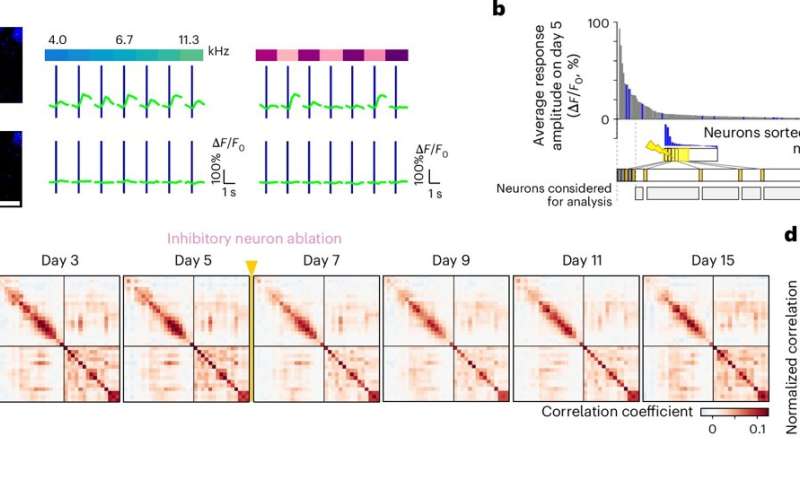 Neighbourly help in the brain: Nerve cells step in when lost