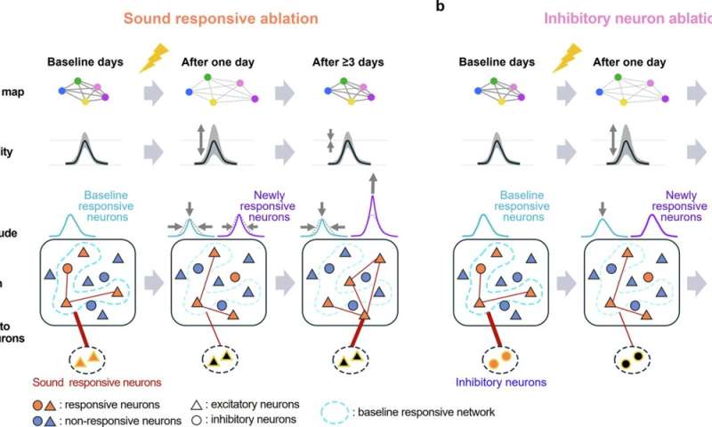 Neighbourly help in the brain: Nerve cells step in when lost