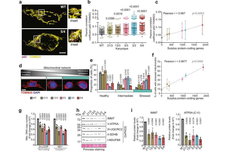 Polysomic cells exhibit increased mitochondrial defects. Credit: Nature Communications (2025). DOI: 10.1038/s41467-025-60857-4 Further insights into the consequences of abnormal chromosome numbers