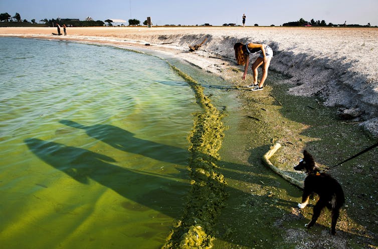 A young woman and dog walk along a shoreline with blue-green algae in the water.