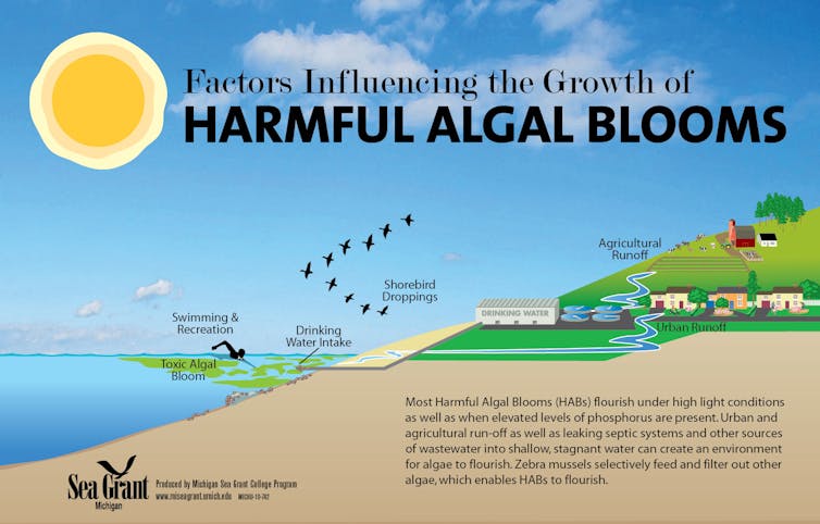 An illustration of algae bloom sources shows a farm field, city and large body of water.