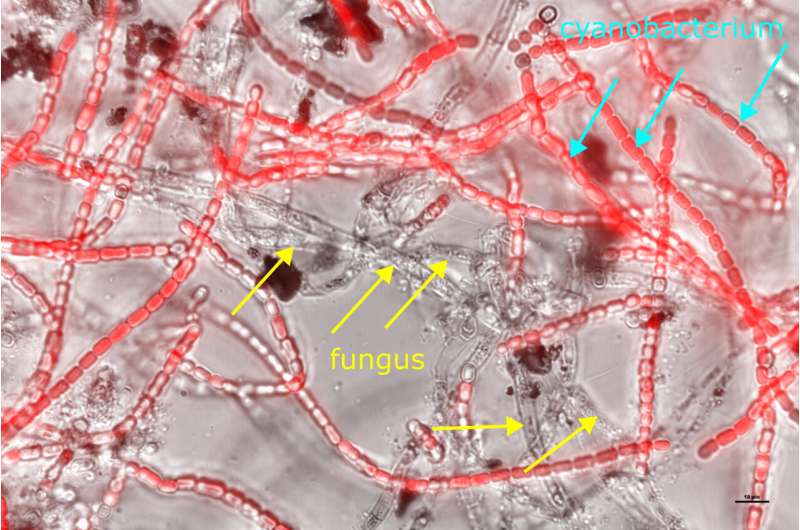 Microscopic view of the synthetic lichen system, in which red-colored fluorescent cells are cyanobacterial cells and the non-fluorescent cells are fungal cells. Credit: Dr. Congrui Grace Construction on Mars Takes a Leap Forward