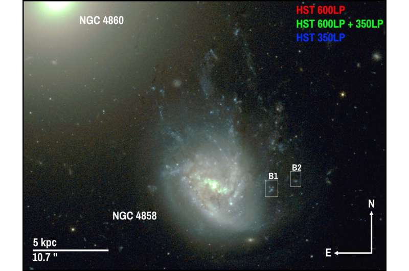 HST F350LP (blue) and F600LP (red) image of NGC 4858. The green channel is an average of the red/blue channels. The background elliptical galaxy NGC 4860 can be seen in the upper left. The stellar distributions coincident with the western H 𝛼 blobs, B1 and B2, are indicated. Credit: arXiv (2025). DOI: 10.48550/arxiv.2506.07262 Inner structure of distant 'jellyfish' galaxy revealed with distinctive bunny-ear features