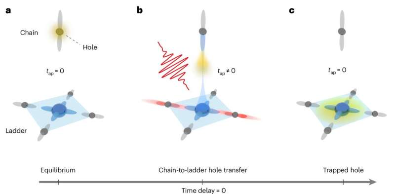 Light-induced activation of a symmetry-forbidden tunneling pathway. Credit: Nature Materials (2025). DOI: 10.1038/s41563-025-02254-2 Stabilizing fleeting quantum states with light