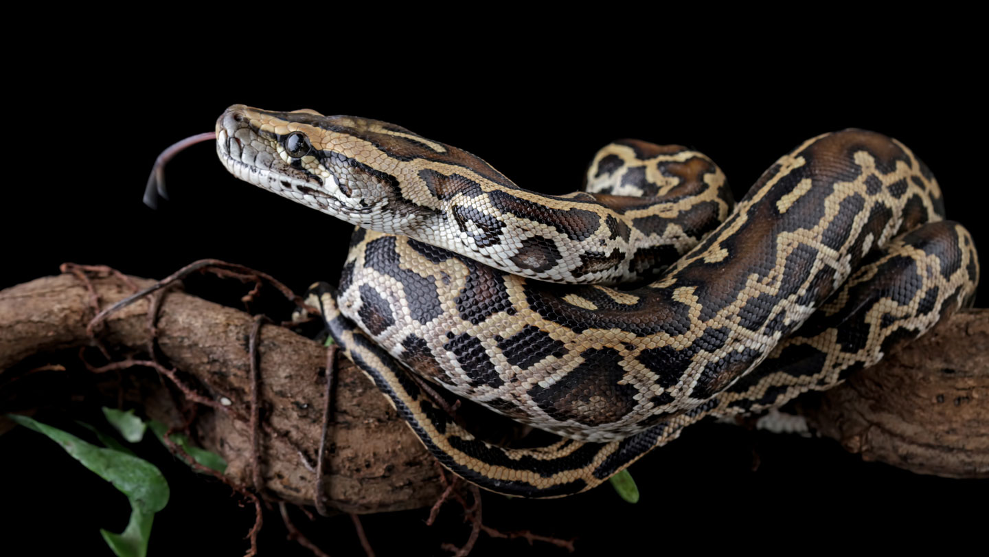 A newly discovered cell helps pythons poop out the bones of their prey ...