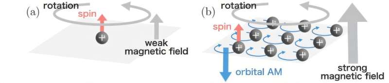 a) In a weak magnetic field, broad cyclotron orbits suppress the orbital contribution, allowing spin polarization to dominate, (b) In strong magnetic fields, tight cyclotron orbits enhance orbital polarization, which overtakes the spin effect and can reverse the overall direction of the angular momentum. Credit: Kazuya Mameda from Tokyo University of Science, Japan Strong magnetic fields flip angular momentum dynamics in magnetovortical matter