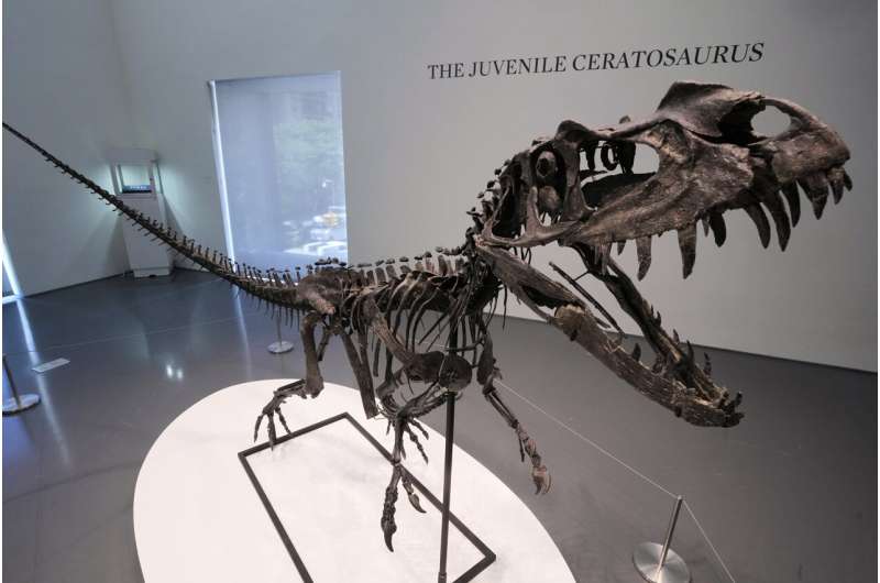 A mounted Juvenile Ceratosaurus skeleton, of the Late Jurassic, Kimmeridgian Stage, approximately 154-149 million years ago, estimated at $4 - 6 million, is displayed at Sotheby's, in New York, Wednesday, July 9, 2025, part of their Geek Week auction, July 16, 2025. Credit: AP Photo/Richard Drew The biggest piece of Mars on Earth is going up for auction in New York