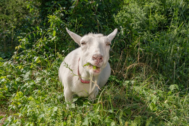 A white goat munches plants including poison ivy.