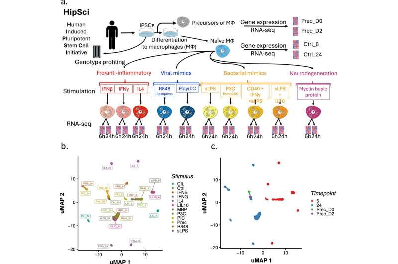 Experimental workflow and transcriptomic analysis. Credit: Nature Communications (2025). DOI: 10.1038/s41467-025-61670-9 Activated immune cells reveal hidden drivers of autoimmune diseases