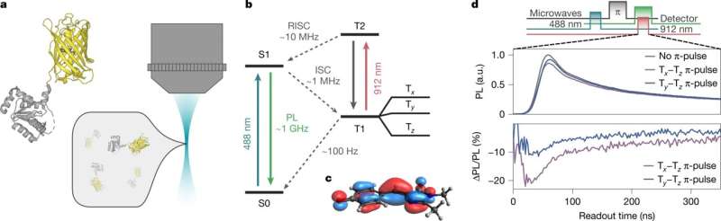 Scientists program cells to create biological qubit in multidisciplinary research
