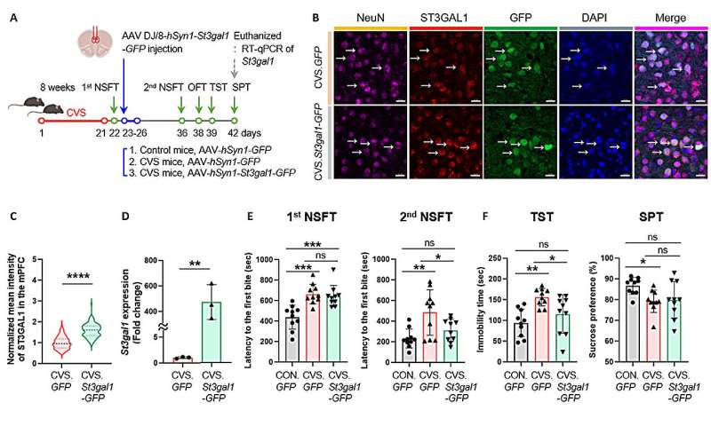 Tiny sugars in the brain disrupt emotional circuits, fueling depression