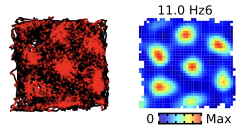 Examples of the spatial firing pattern of a grid cell. Left: The trajectory of the mouse exploring a 70x70 cm open field is shown in black. The red dots represent the position of the mouse when the grid cell fired action potentials. The action potentials occurred when the mouse was at specific locations. Right: Firing rate map calculated from the data on the left. This plot shows the firing rate (action potentials/second) as a function of the position of the mouse. New insight into how grid cells support spatial navigation