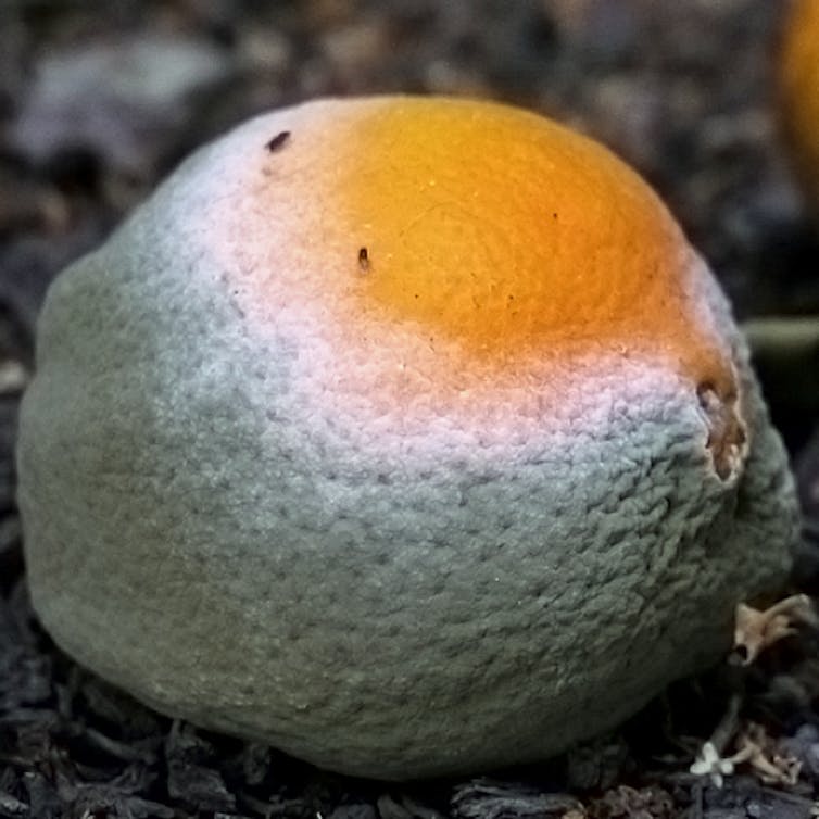Green and white mold on an orange