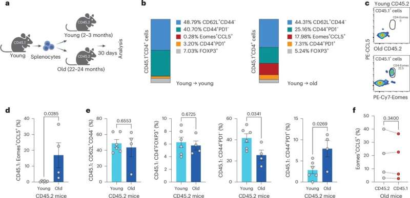 Adoptively transferred young-origin CD4 T cells differentiate into CD4-Eomes cells in an aged environment. Credit: Nature Aging (2025). DOI: 10.1038/s43587-025-00953-8 Ben-Gurion University scientists one step closer to understanding aging