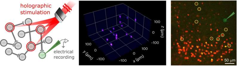 Holographic optogenetics could help to map the brain faster and enable new discoveries