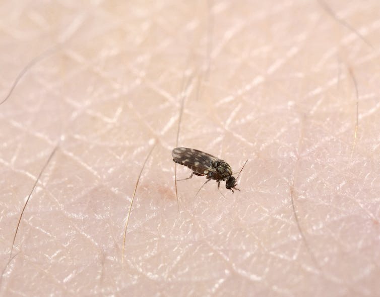 Close-up of small winged bug on human skin