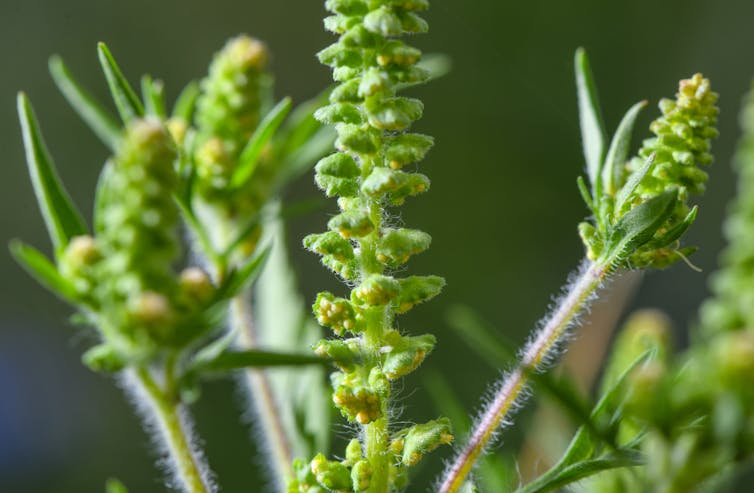 Close up of ragweed, a common weed plant